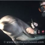 foto: screenshot Mantarayshawaii / YouTube