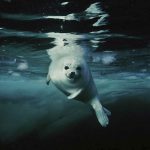 foto: Brian Skerry