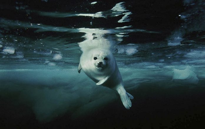 foto: Brian Skerry