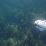 biki-underwater-drone-1