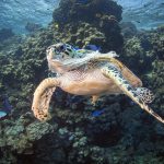 ronilac spasio kornjacu plasticne vrecice