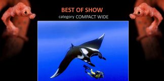 BEST OF SHOW UWPM 2020