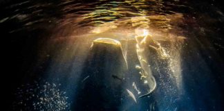 Rafael Fernandez Caballero / Underwater Photographer of the Year 2022