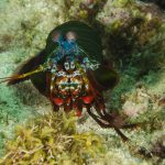 2_Ronjenja na Dauinu_snimanje zivahnih i agresivnih mantis shrimpa zahtjeva brzinu i umjesnost fotografa