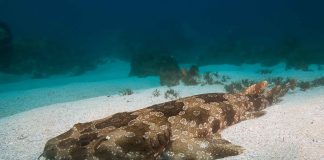 Wobbegong