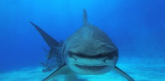 Tiger shark / FOTO: Nebojša Vojnović