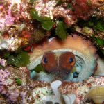 Kampanja Za more puno života-hobotnica