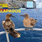 Galapagos / SCUBAlife #50