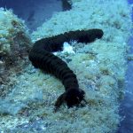 Invazivna vrsta morskog krastavca (Synaptula reciprocans) / FOTO: Damir Šantek