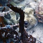 Black-blotched porcupinefish (Diodon liturosus) / FOTO: Damir Šantek