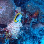 Blackback Butterflyfish (Chaetodon melannotus) / FOTO: Damir Šantek