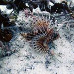 Clearfin Lionfish (Pterois radita) / FOTO: Damir Šantek