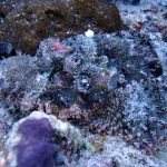 Spotted Scorpionfish (Scorpaena plumieri) / FOTO: Damir Šantek