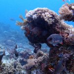 Violet Soldierfish (Myripristis violacea) / FOTO: Damir Šantek