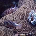 Crown Squirrelfish (Sargocentron diadema) / FOTO: Damir Šantek