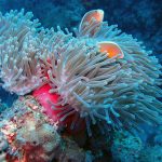 Orange Skunk Anemonefish (Amphiprion sandaracinos) / FOTO: Damir Šantek