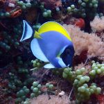 Powder Blue Surgeonfish (Acanthurus leucosternon) / FOTO: Damir Šantek