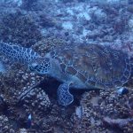 Zelena morska kornjača (Chelonia mydas) / FOTO: Damir Šantek