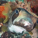 Black-blotched porcupinefish (Diodon liturosus) / FOTO: Damir Šantek