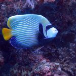 Emperor Angel (Pomacanthus imperator) / FOTO: Damir Šantek