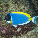 Powder Blue Surgeon fish (Acanthurus leucosternon) FOTO: Damir Šantek