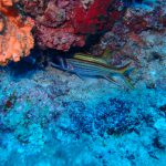 Spotfin Squirrelfish (Neoniphon sammara) / FOTO: Damir Šantek