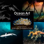 oceanart2024graphic 0